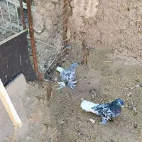هفت رنگ دم سفید|پرنده|رفسنجان, |دیوار