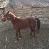 اسب مادیون کرد|حیوانات مزرعه|قم, پردیسان|دیوار