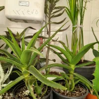 سرحال و شاداب گل|گل و گیاه طبیعی|سبزوار, فیاض|دیوار