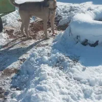 سگ سرابی برا گله بشرط  قی ۱۸       ۲ساله نیم سن اش