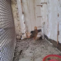 پرنده معاوضه