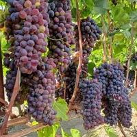 تولید نهال انگور یاقوتی خوشه ای