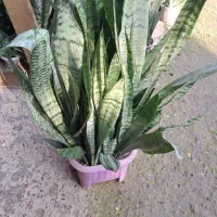 گل سانسوریا|گل و گیاه طبیعی|لاهیجان, لیالستان|دیوار