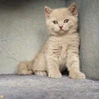 مجموعه اصلی گربه های کیوت ( ایران کتز)|گربه|اهواز, کیانپارس |دیوار