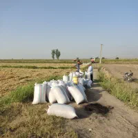 برنج فجر سوزنی