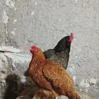 مرغ|حیوانات مزرعه|تایباد, |دیوار