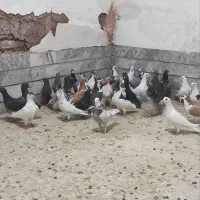 تیپه کفتر پرشی ضربه زدخوردی همه کفتر ی بوم