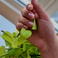 کاشت ناخن|خدمات آرایشگری و زیبایی|مشهد, چهارچشمه|دیوار