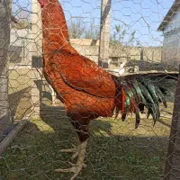 خروس لاری|حیوانات مزرعه|بابلسر, |دیوار