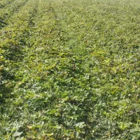 نهال توت فرنگی سابرینا و کاماروس