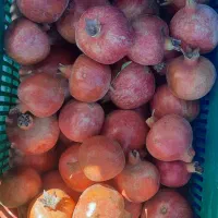 600کیلو انار عمده|خوردنی و آشامیدنی|شیراز, کوشک میدان|دیوار