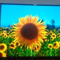 تلویزیون۵۵اینچ الجی4kهوشمندساخت اندونزی اکبند