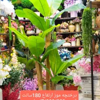 درختچه وارداتی