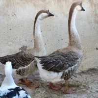 قوقاز(غوغاز) و اردک روسی(اردک خارجی)|حیوانات مزرعه|شوشتر, |دیوار