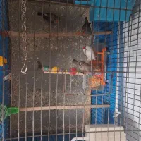 فروش چهار عدد فنچ سالموسرحال