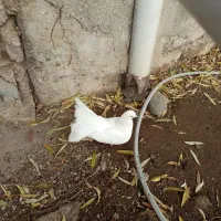 یک جفت دم چتری سفیدهر دو ماده