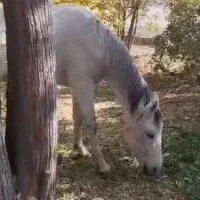 اسب مادیون سه سال|اسب و تجهیزات اسب‌سواری|پیشوا, |دیوار