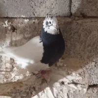 جفت طوقی|پرنده|ارسنجان, |دیوار