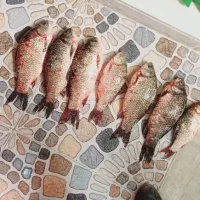 ماهی سیم کپور