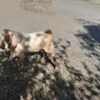 چپشت نری|حیوانات مزرعه|رودخانه, |دیوار