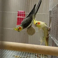 جفت عروس هلندی با تخم