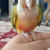گرینچیک اناناسی سخنگو دستی نر