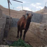 شتر حق سه ساله|حیوانات مزرعه|بافق, |دیوار