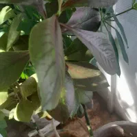 گلهای زیباو سرحال،همه نوع گل موجود است.|گل و گیاه طبیعی|شاهرود, |دیوار