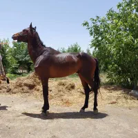 اسب