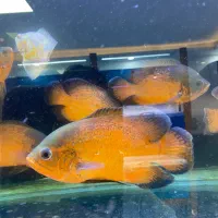 اسکار مسی خارج ۱۸-۲۰سانتی