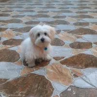 سگ اصل شیتزو