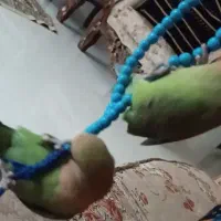 طوطی برزیلی|پرنده|کرمانشاه, |دیوار