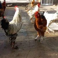 مرغ دیلگونی و برهما