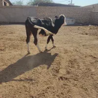 گوساله یا تلیسه ماده سمینتال وگاو