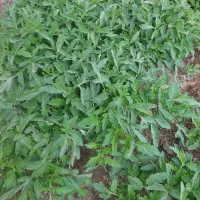 بوته گوجه فرنگی