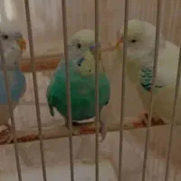 مرغ عشق