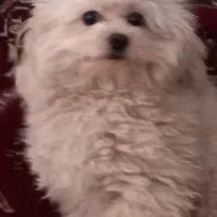 سگ پامر پودل