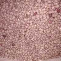 بذر لوبیا چیتی