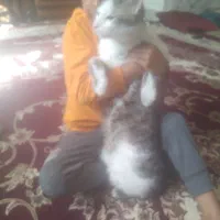 گربه خوشکل ناز