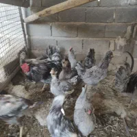 مرغ گلین طوسی. مشکی .سفید .خال سوزنی وبوقلمونه ماد