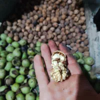 گردو تازه