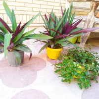 گلدان گل طبیعی  سر سبزو شاداب.