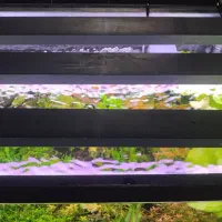 فروش آکواریوم کامل|ماهی|تبریز, |دیوار