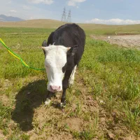 کوساله سیمنتال ماده