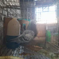 بازرگان نشسته|پرنده|باوی, |دیوار