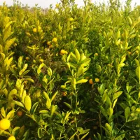 فروش انواع نهال مرکبات وپاجوش نخل خرما