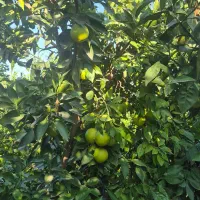 فروش پرتقال   تاراکو  درجه ۱  صادراتی رو درخت