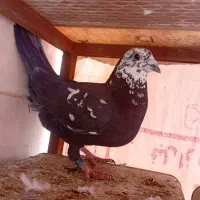 مجسمه تندیس کفتر