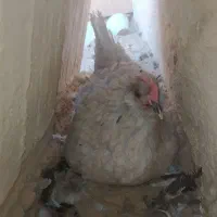 مرغ کرچ ومرغ با جوجه ومرغ وخروس قدیمی اصل زیبا