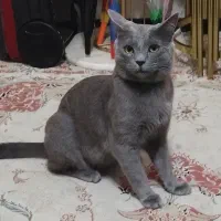 گربه بریتیش نر مو کوتاه